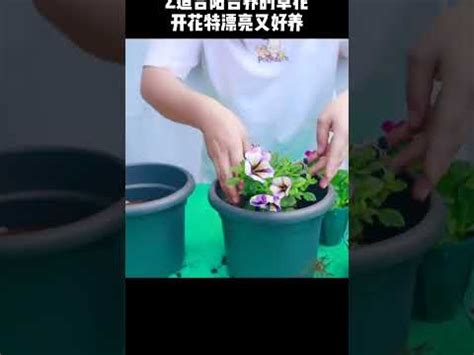 前陽台招財|7月旺財！前陽台招財植物怎麼選